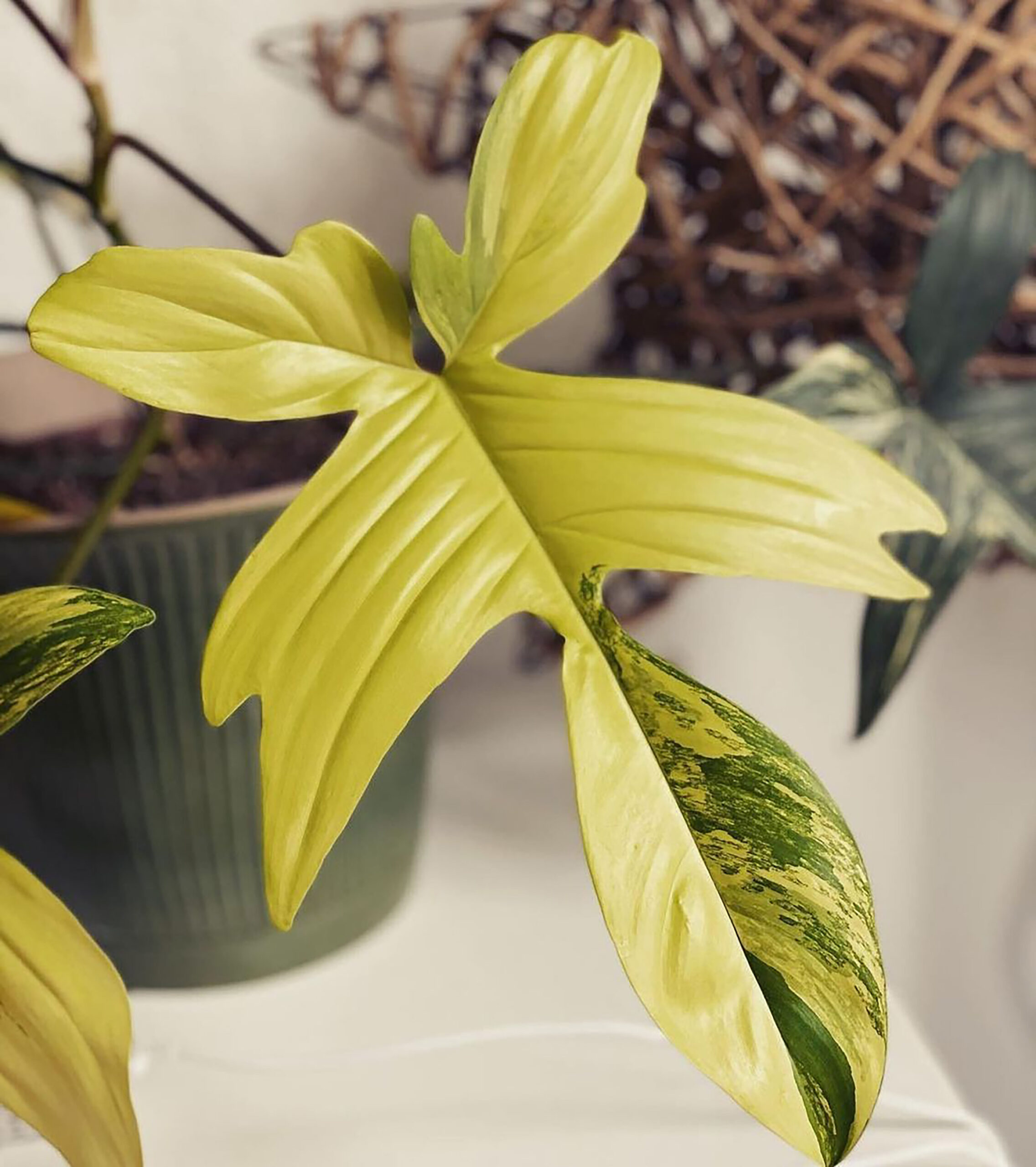 philodendron