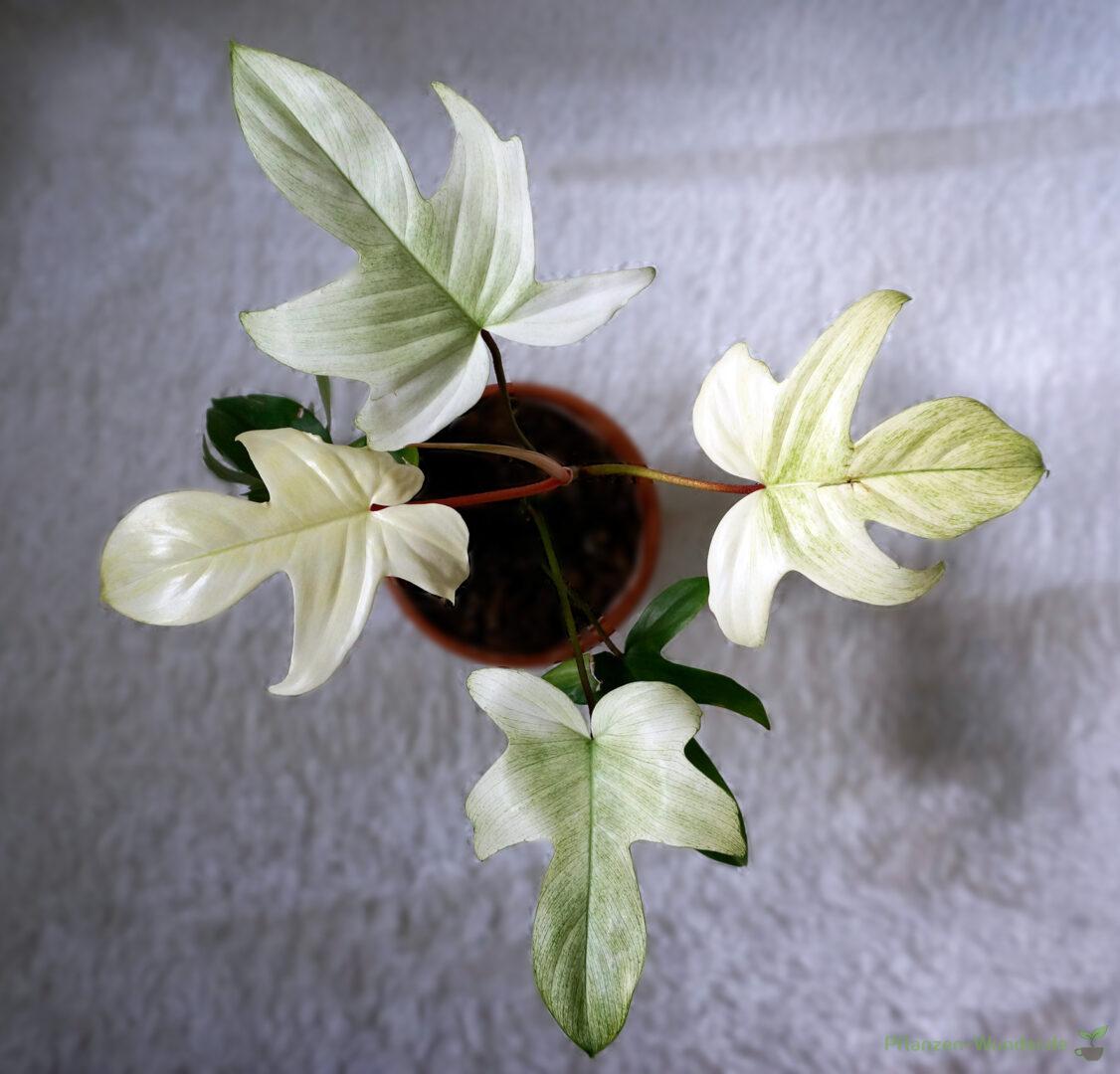 Philodendron Florida Ghost Pflanzen Wunder